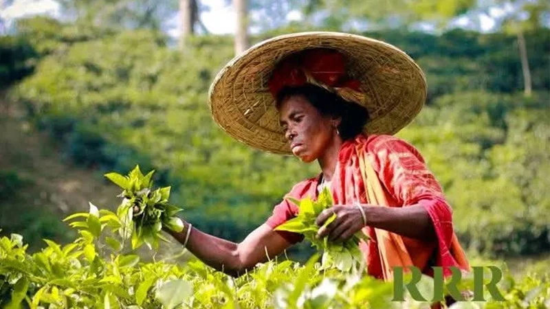 বিদ্যুৎ সংকটে বিপন্ন চা বাগান